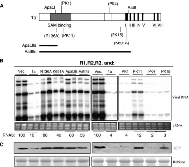 FIG. 7. Effects of mutations or truncations in the 1a construct on BMV RNA levels and protein synthesis from a reporter construct.(A) Schematic of the 1a protein and the locations and identities of the mutations made in 1a