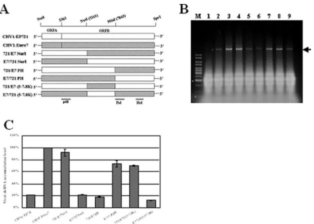 FIG. 4. Quantiﬁcation of viral dsRNA levels in transfectants containing different chimeric hypoviruses