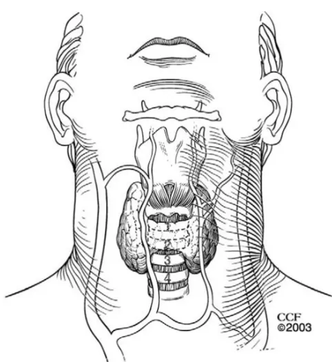 Fig 6   courtesy-clinics in chest medicine Techniques of surgical tracheostomy  