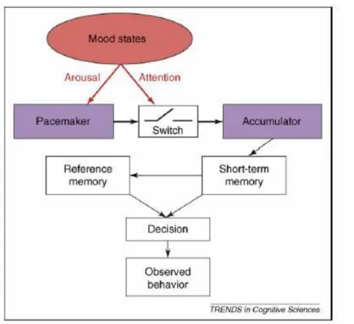 Figure 2. Cognitive model of time perception. Wittman &amp; Paulus, 2008. 