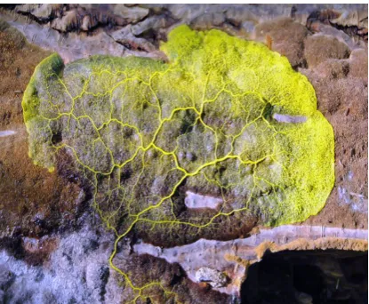 Fig. 1. Physarum Polycephalum. Image courtesy of Howard County Bird Club atwww.howardbirds.org.