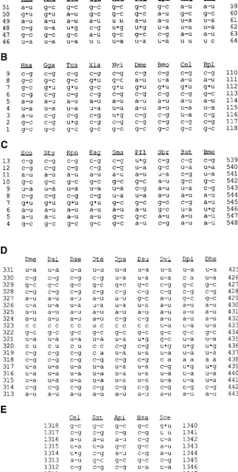 Figure 2.—Examples of RNA secondary structures pre-dicted by PIRANAH/GROUPER. Representitive helices from