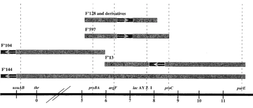 Figure 3.—Linear representation of the episomes used in this report. The map is not drawn to scale