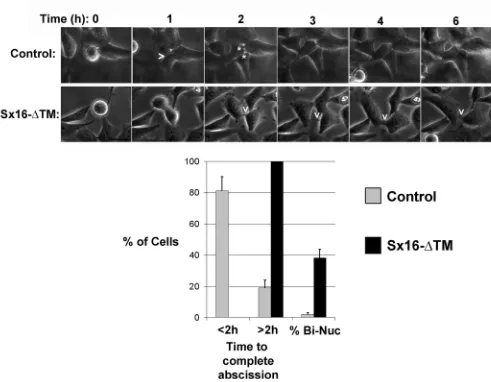 FIGURE 2: Sx16 is involved in abscission. Images from a typical time course of HeLa cell division, revealing delayed abscission in Sx16-ΔTM–expressing cells (bottom) compared with control cells (top)