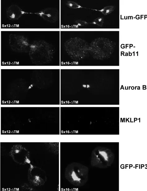 FIGURE 4: GFP-Rab11 traffic to the midbody/intercellular bridge is decreased in cells expressing Sx16-ΔTM