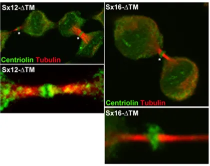 FIGURE 6: Sx16-ΔTM does not prevent the midbody accumulation of centriolin. HeLa cells were infected with Sx16-ΔTM or Sx12-ΔTM virus as described and immunostained for centriolin (green) or tubulin (red)