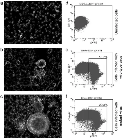 FIG. 3. Both wild-type and mutant recombinant HIV form syncytia in SupT1 cells and down-regulate CD4 expression on infected Jurkat cells.SupT1 cells (a to c) or Jurkat E6-1 cells (d to f) were infected with either wild-type (E6-1.6.0) or mutant (E6-1.6.1) 