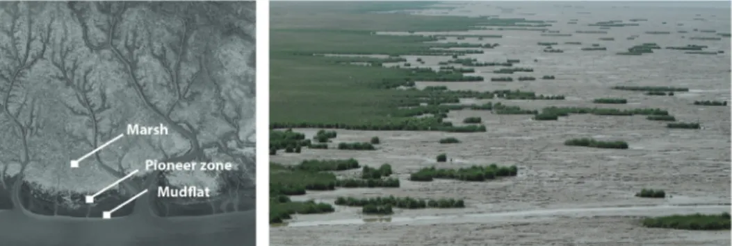 Tab. 1.1 Comparison of species traits between Spartina alterniflora and Scirpus mariqueter, grey background  signifies physical plant properties, white background signifies physiological plant properties