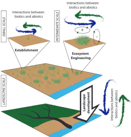 Fig. 1.3 A schematized view of estuarine, intertidal landscape development influenced by biogeomorphic  feedbacks across different scales; plants colonize mudflat ecosystems (upper graph), creating saltmarsh  pioneer zones colonized by seedlings and tussoc
