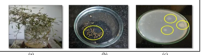 Fig 1:  The figure shows (a) The M.pudica The isolated bacteria were then subjected for characterization