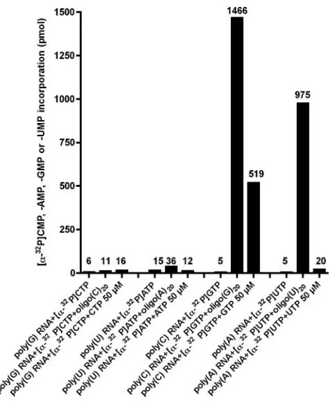 FIG. 9. Terminal transferase activity of sapovirus 3Dpoltransferase activity was examined in a reaction mixture consisting of 3