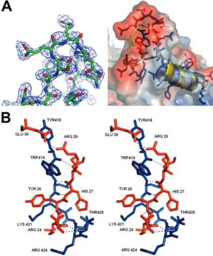 FIG. 4. Structural comparison of sapovirus, norovirus, and RHDV 3D-like polymerases (3Dpolno