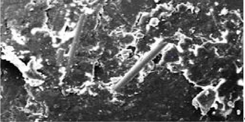 Fig 4: SEM results in sisal, glass fibers with UPR 