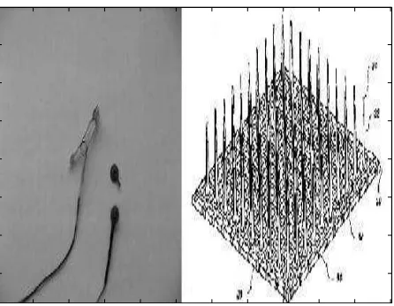 Figure 3: Electrical impulses generated by cells (action potentials) are the basis of nerve function