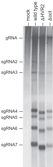 FIG. 8. RNA synthesis by the �isolated and electrophoretically analyzed in 1% agarose containingor[33HVR2 and �oct mutants
