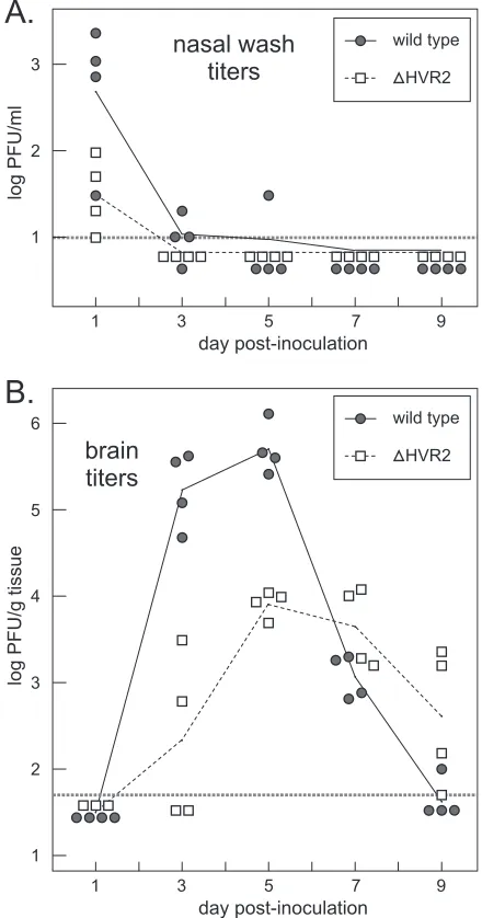 TABLE 1. Morbidity of mice infected with wild-typeand �HVR2 virusa
