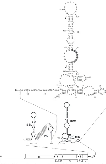FIG. 1. Landscape of the MHV 3�of the secondary structure of the 301-nt 3as reported by Liu and coworkers (30), beginning at the nucleotide following the pseudoknot