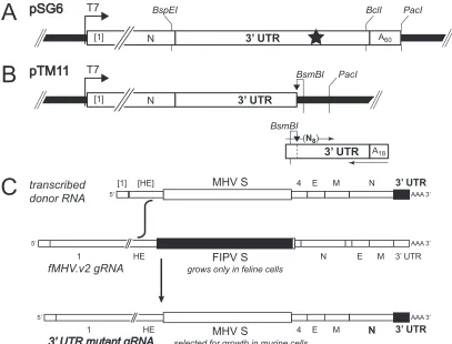 FIG. 2. Selection of MHV 3�plasmids used for synthesis of donor RNA for most recombinants, was derived from pMH54 (24) and contains a 5(denoted by [1]) fused to a partial HE gene and all genes downstream of HE