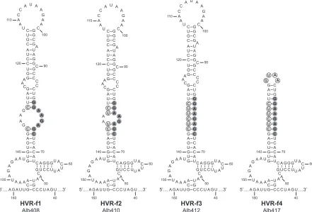 FIG. 4. HVR mutants that alter the accessibility of the oct motif. For each mutant, circled nucleotides are those that were changed from thewild-type sequence