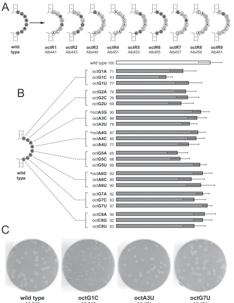 FIG. 5. oct motif point mutants. (A) Random, multiple-point mutants of oct. For each mutant, circled nucleotides are those that were changedfrom the wild-type sequence