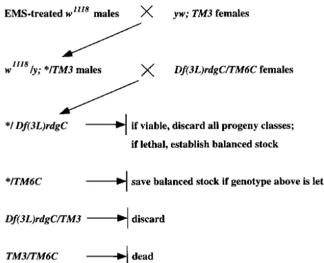 Figure 1.—Scheme of the systematic lethal mutagenesis ofthe 77A–D region of the D. melanogaster third chromosome