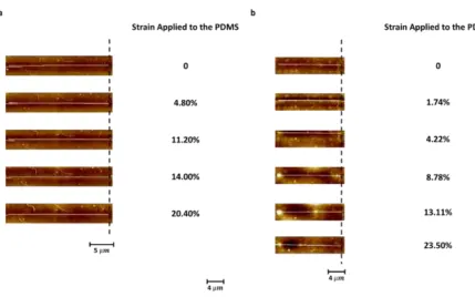 Figure 2.1 SiNW/PDMS COMPOSITE stretching experiments for (a) nontreated PDMS 