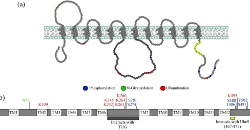 Figure 1. (blue may undergo phosphorylation. Phosphorylation has only been confirmed for serine 274 and serine 488