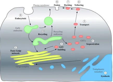 Figure 2. Schematic of the journey GLUT4 takes through different subcellular subsequently, fuse (membrane transports glucose into the cells down the concentration gradient