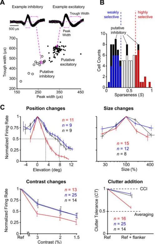 Figure 5. Population-averaged tolerance profiles for inhibitory and for highly and weakly shape-selective excitatory neurons.