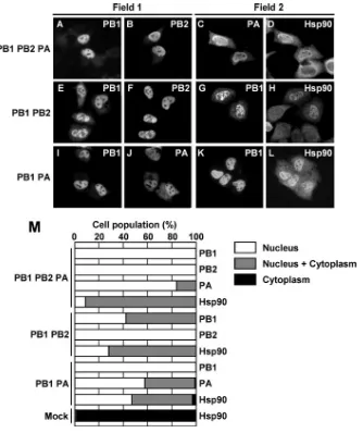 FIG. 2. Subcellular localization of viral RNA polymerases and Hsp90 in cotransfected cells