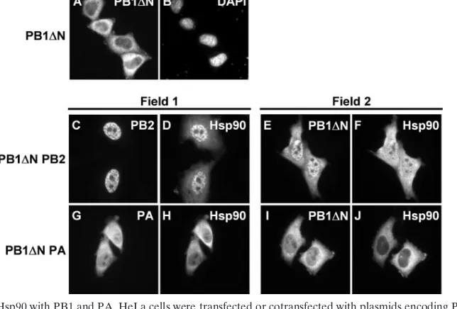 FIG. 5. Release of PB1-PB2 complexes from Hsp90 by the additionof PA. PB1-PB2cHA and PAcFLAG were afﬁnity puriﬁed from cell