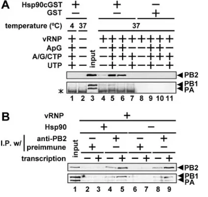 FIG. 9. Interaction between viral polymerase and Hsp90 on RNAsynthesis. (A) GST pull-down assays