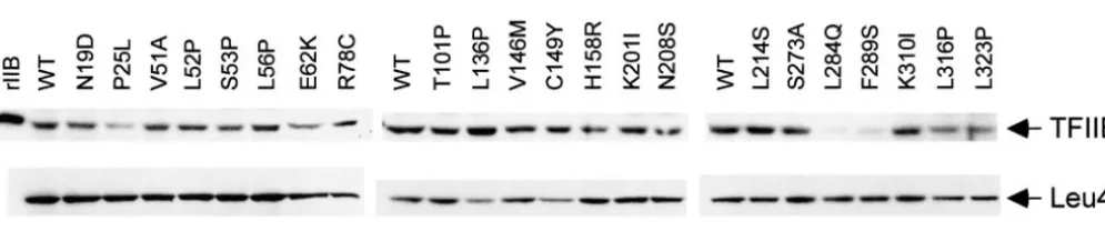 Figure 1.—Schematic summary of TFIIB amino acid re-the two imperfect repeats of the core domain; and the blackrectangle near the C terminus denotes the small helical struc-ture that is speciﬁc to the bound form of TFIIB (placements