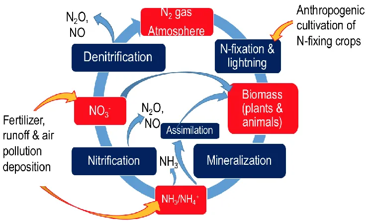 Figure 2. The general, natural nitrogen cycle with anthropogenic additions (orange arrows)