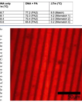 Table 2. UV−Vis Melting Temperature Analysis of PA (2) in Complex with ODN1−4