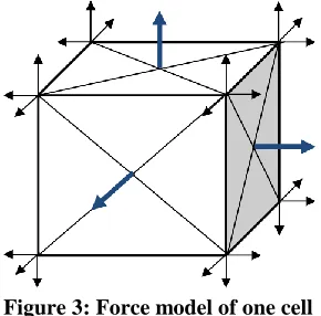 Figure 3: Force model of one cell  