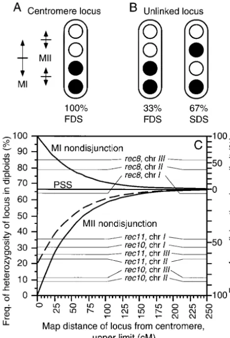 Figure 1.—Types of chromosome segregation in meiosisbased upon inheritance of centromere-linked markers