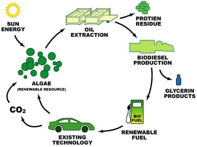 Figure 2. Carbon dioxide close cycle for biofuels (www.knol.google.com)   