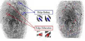 Fig 3: Ridge ending and bifurcation extraction 