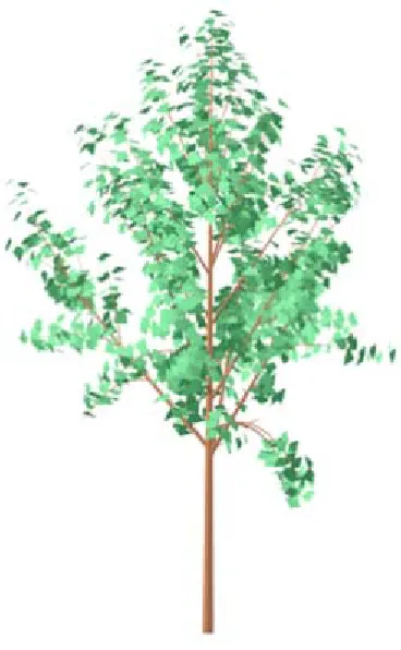 Figure 1 Original Tree Model 