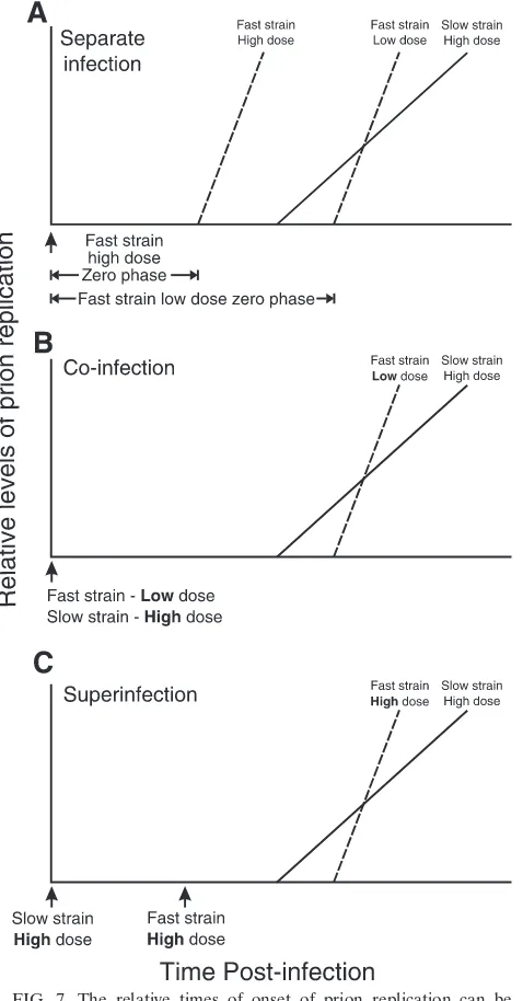 FIG. 7. The relative times of onset of prion replication can besimilar in coinfected and superinfected hosts