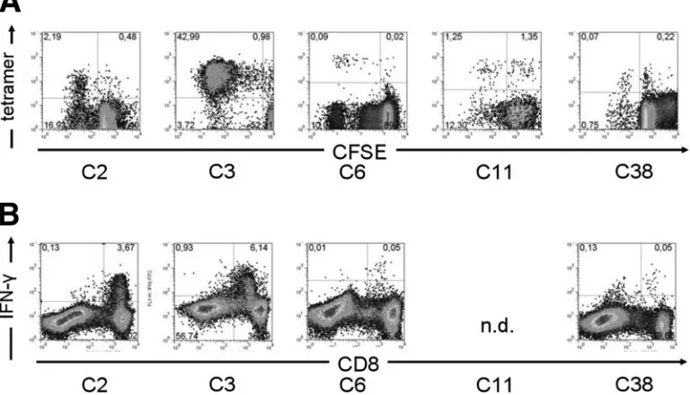 FIG. 6. Proliferation of HCV-speciﬁc CD8�decrease in CFSE ﬂuorescence per cell. (B) IFN-contrast to ex vivo assays, signiﬁcant IFN-epitope-speciﬁc peptide, and incubated for 7 days