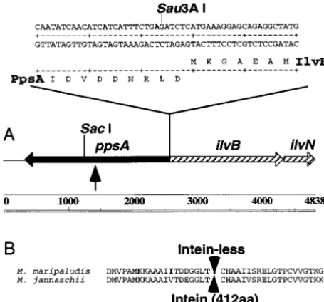 Figure 3.—(A) Sequenced region of pWLG1 containingthe M. maripaludis genes encoding AHAS (ilvBN) and phos-