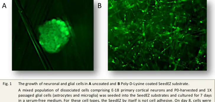 Fig. 1 The growth of neuronal and glial cells in A uncoated and B Poly-D-Lysine coated SeedEZ substrate.