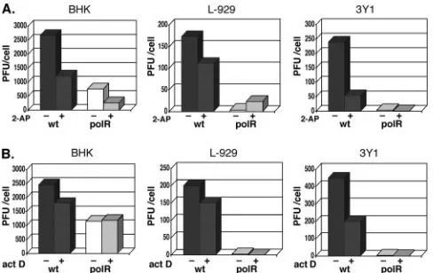 FIG. 6. Effect of conditioned media on wt and polR growth inBHK, L-929, and 3Y1 cells