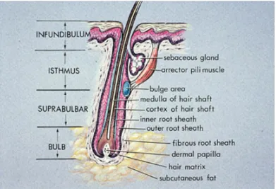 Figure 1: Structure of hair follicle 