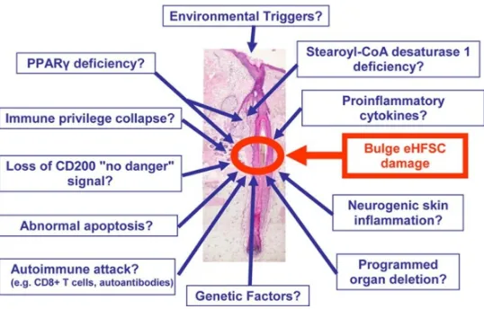 Figure 4. Pathogenesis of primary cicatricial alopecia13