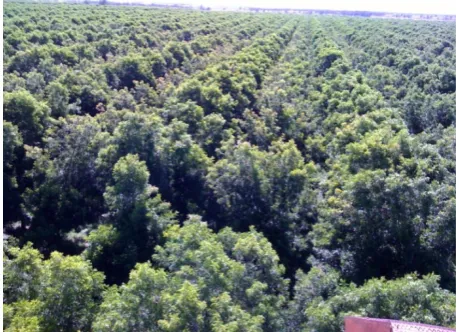 Figure 1: Altitudinal view of the typical Pecan farm  