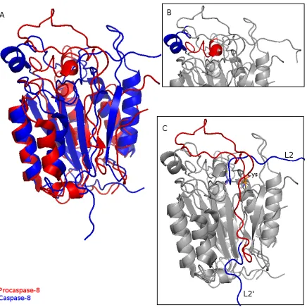 Figure 1.5: Structure changes during maturation. A: the alignment of procaspase-8 andcaspase-8 structure