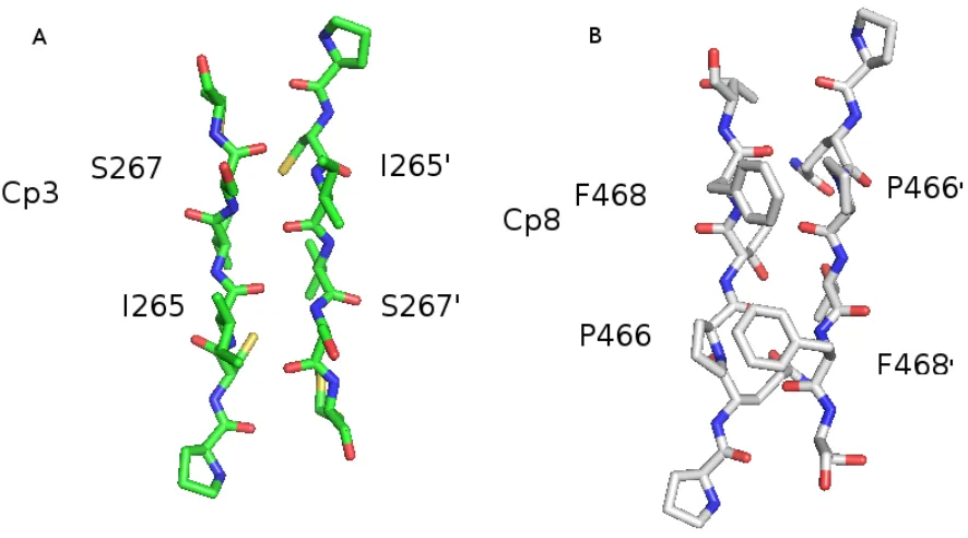 Figure 1.6: Dimer-interface of caspase-3 and caspase-8 between β 6-strand. A is the struc-ture of caspase-3 β 6-strand